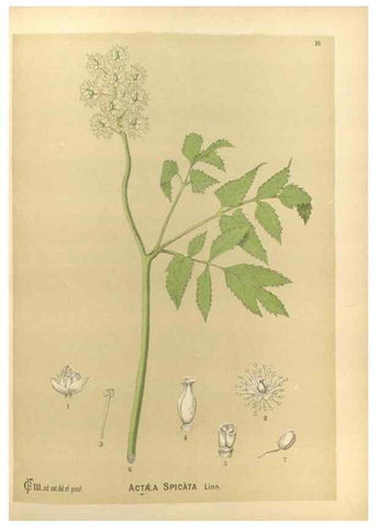 Reproducción/Reproduction 30141037136: Medicinal plants :. Philadelphia :J.C. Yorston,1892.