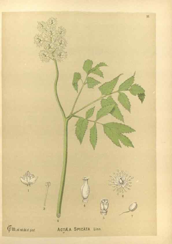 Reproducción/Reproduction 30141037136: Medicinal plants :. Philadelphia :J.C. Yorston,1892.