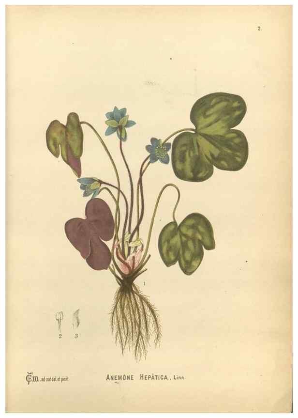 Reproducción/Reproduction 30141010836: Medicinal plants :. Philadelphia :J.C. Yorston,1892.
