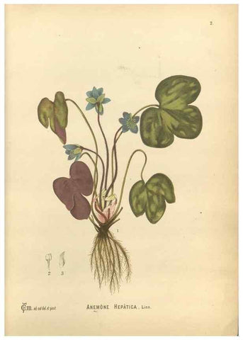 Reproducción/Reproduction 30141010836: Medicinal plants :. Philadelphia :J.C. Yorston,1892.