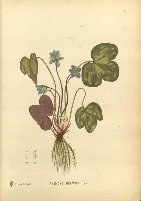 Reproducción/Reproduction 30141010836: Medicinal plants :. Philadelphia :J.C. Yorston,1892.