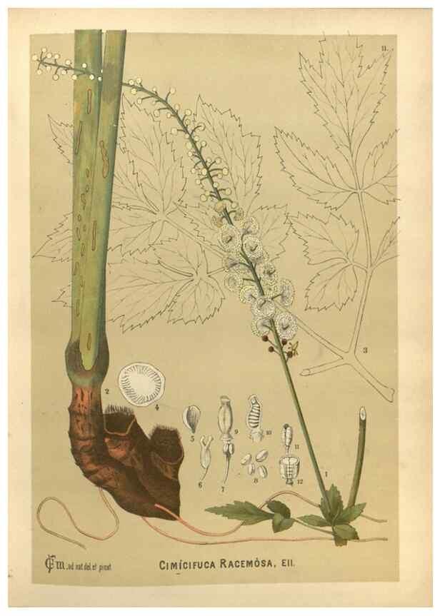 Reproducción/Reproduction 30175659435: Medicinal plants :. Philadelphia :J.C. Yorston,1892.