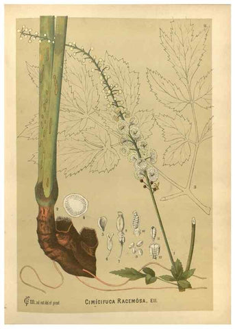 Reproducción/Reproduction 30175659435: Medicinal plants :. Philadelphia :J.C. Yorston,1892.