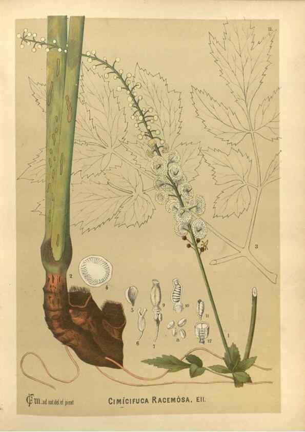 Reproducción/Reproduction 30175659435: Medicinal plants :. Philadelphia :J.C. Yorston,1892.