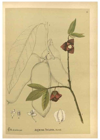Reproducción/Reproduction 30141046586: Medicinal plants :. Philadelphia :J.C. Yorston,1892.