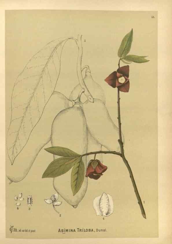 Reproducción/Reproduction 30141046586: Medicinal plants :. Philadelphia :J.C. Yorston,1892.