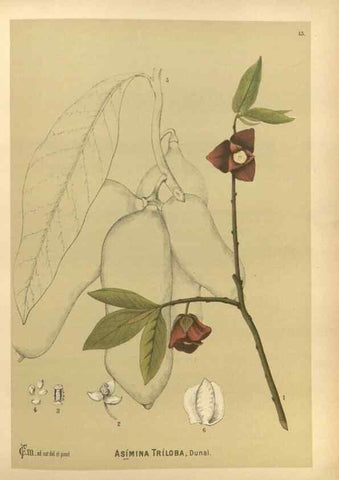 Reproducción/Reproduction 30141046586: Medicinal plants :. Philadelphia :J.C. Yorston,1892.