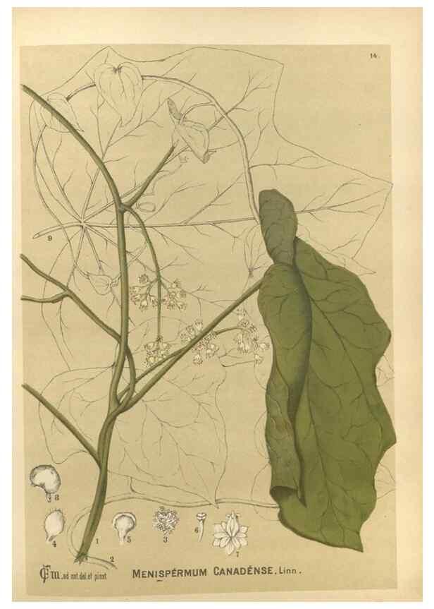 Reproducción/Reproduction 29546715244: Medicinal plants :. Philadelphia :J.C. Yorston,1892.