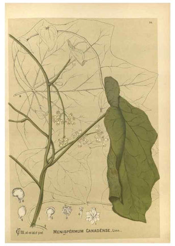Reproducción/Reproduction 29546715244: Medicinal plants :. Philadelphia :J.C. Yorston,1892.