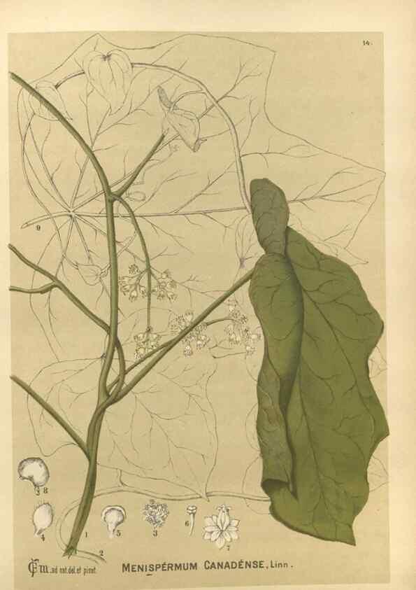 Reproducción/Reproduction 29546715244: Medicinal plants :. Philadelphia :J.C. Yorston,1892.
