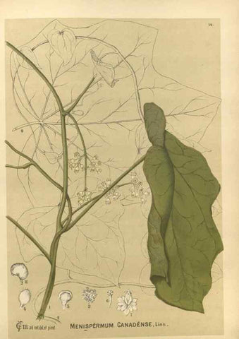 Reproducción/Reproduction 29546715244: Medicinal plants :. Philadelphia :J.C. Yorston,1892.