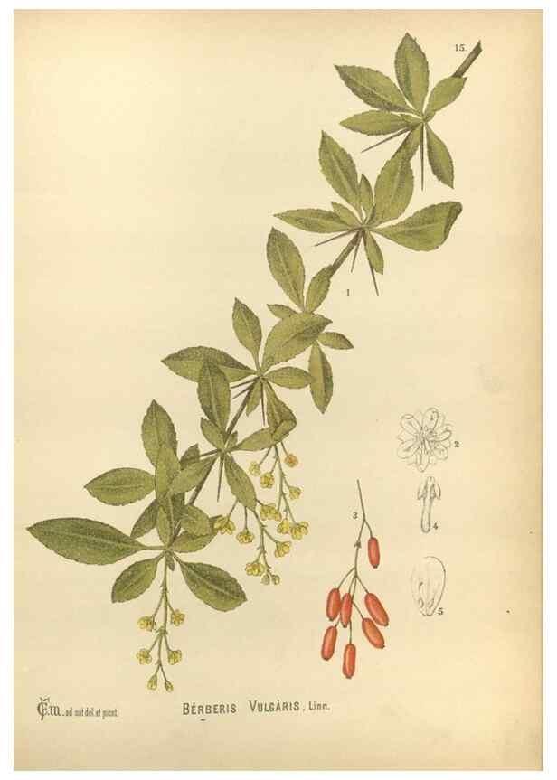 Reproducción/Reproduction 30141053846: Medicinal plants :. Philadelphia :J.C. Yorston,1892.