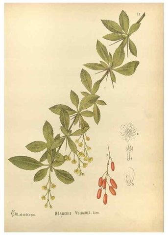 Reproducción/Reproduction 30141053846: Medicinal plants :. Philadelphia :J.C. Yorston,1892.