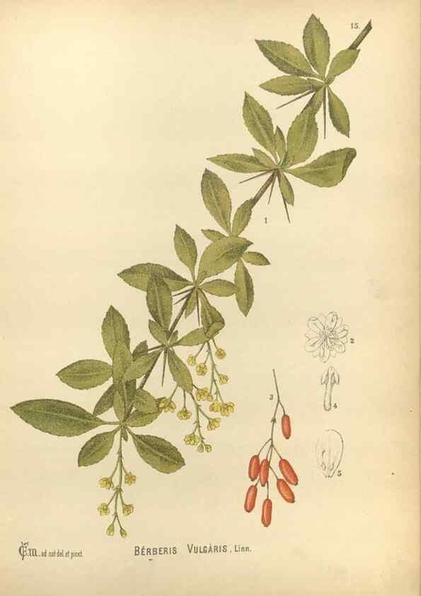Reproducción/Reproduction 30141053846: Medicinal plants :. Philadelphia :J.C. Yorston,1892.