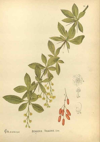 Reproducción/Reproduction 30141053846: Medicinal plants :. Philadelphia :J.C. Yorston,1892.