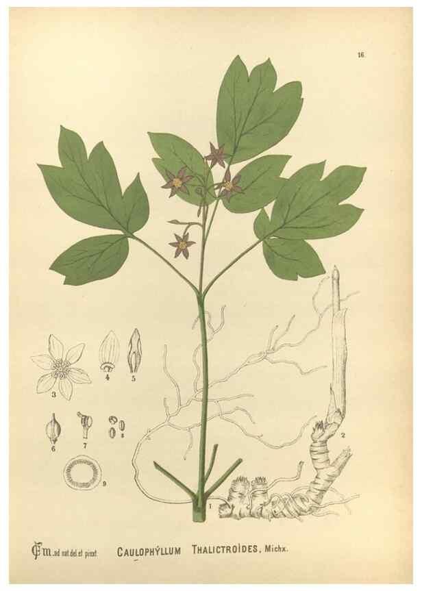 Reproducción/Reproduction 30175677065: Medicinal plants :. Philadelphia :J.C. Yorston,1892.
