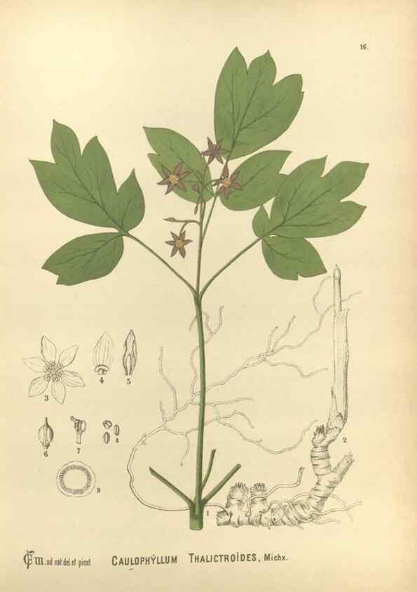 Reproducción/Reproduction 30175677065: Medicinal plants :. Philadelphia :J.C. Yorston,1892.