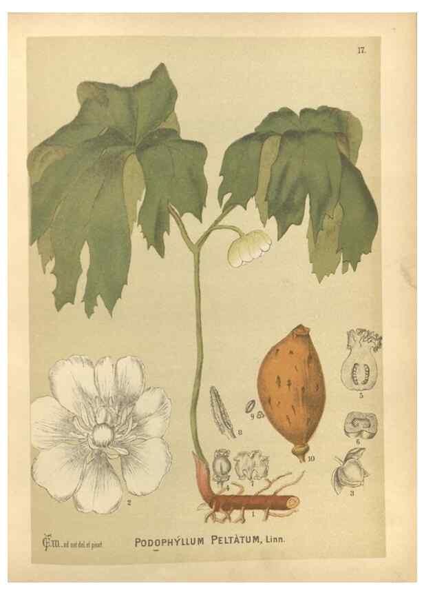 Reproducción/Reproduction 29879885880: Medicinal plants :. Philadelphia :J.C. Yorston,1892.
