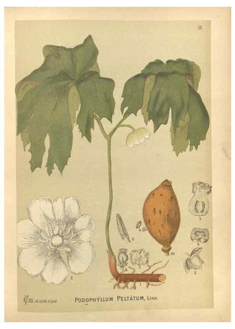 Reproducción/Reproduction 29879885880: Medicinal plants :. Philadelphia :J.C. Yorston,1892.