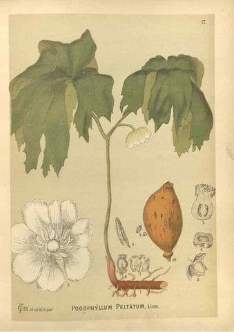 Reproducción/Reproduction 29879885880: Medicinal plants :. Philadelphia :J.C. Yorston,1892.