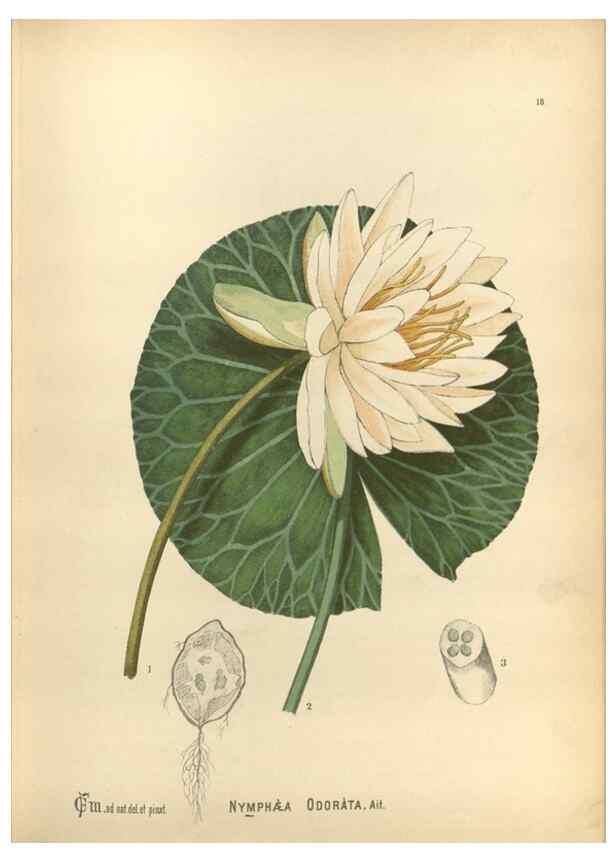 Reproducción/Reproduction 30090996101: Medicinal plants :. Philadelphia :J.C. Yorston,1892.