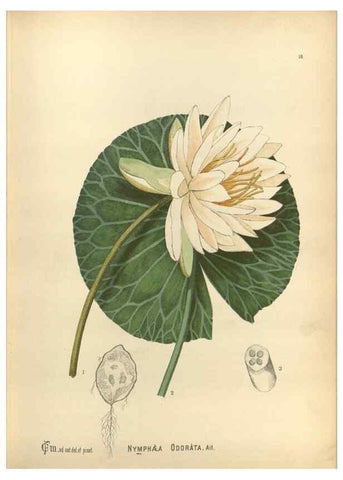 Reproducción/Reproduction 30090996101: Medicinal plants :. Philadelphia :J.C. Yorston,1892.