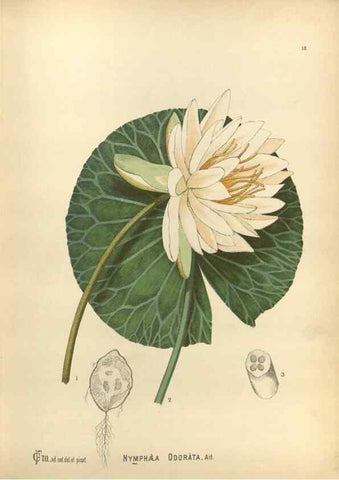 Reproducción/Reproduction 30090996101: Medicinal plants :. Philadelphia :J.C. Yorston,1892.