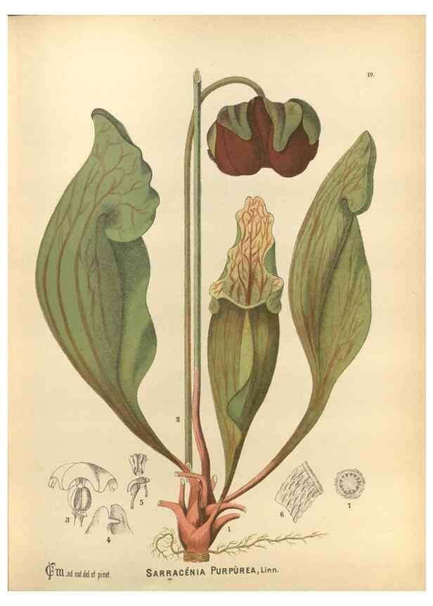 Reproducción/Reproduction 30090998221: Medicinal plants :. Philadelphia :J.C. Yorston,1892.