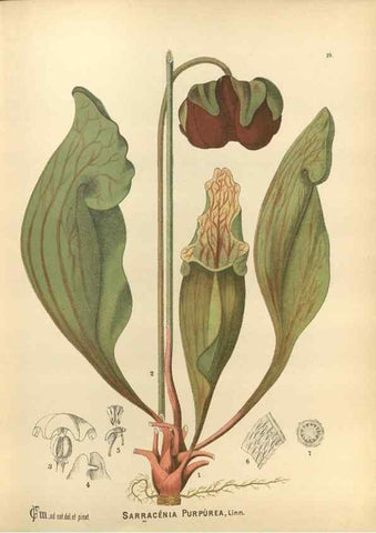 Reproducción/Reproduction 30090998221: Medicinal plants :. Philadelphia :J.C. Yorston,1892.
