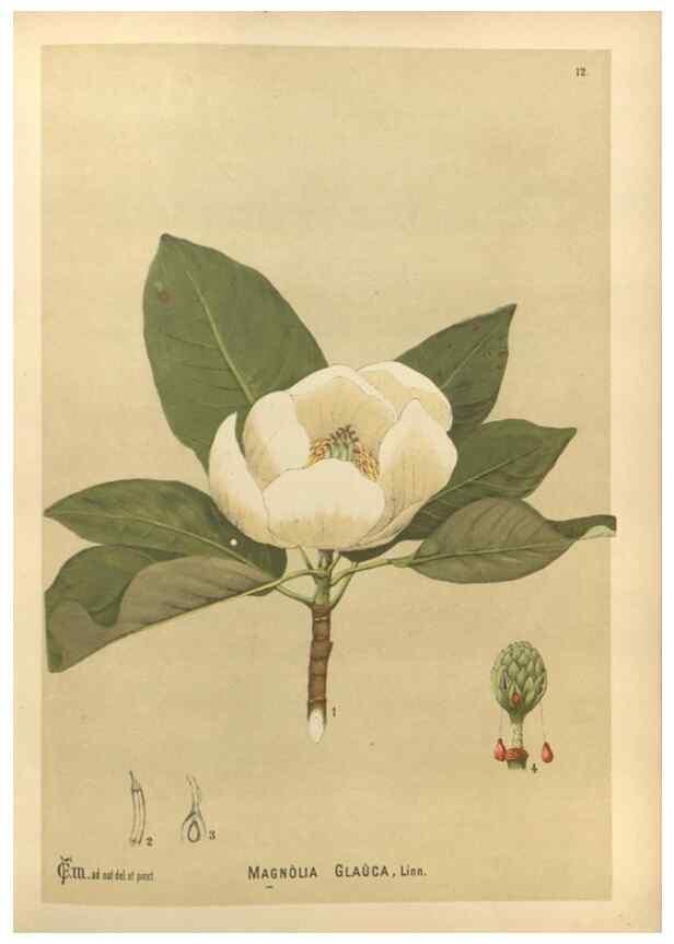 Reproducción/Reproduction 29546711124: Medicinal plants :. Philadelphia :J.C. Yorston,1892.