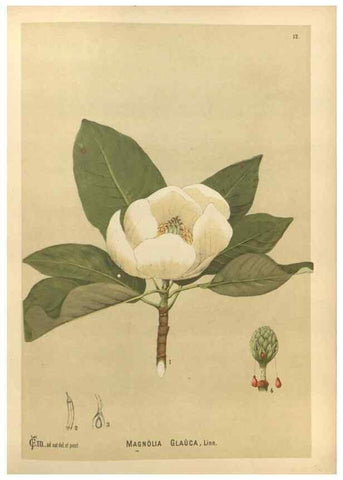 Reproducción/Reproduction 29546711124: Medicinal plants :. Philadelphia :J.C. Yorston,1892.