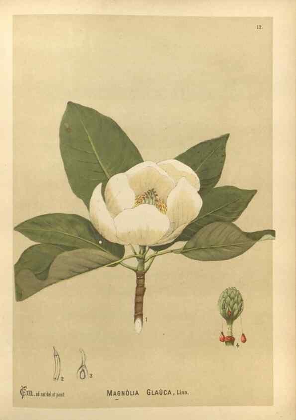 Reproducción/Reproduction 29546711124: Medicinal plants :. Philadelphia :J.C. Yorston,1892.
