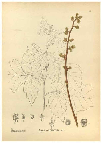 Reproducción/Reproduction 29546703733: Medicinal plants :. Philadelphia :J.C. Yorston,1892.