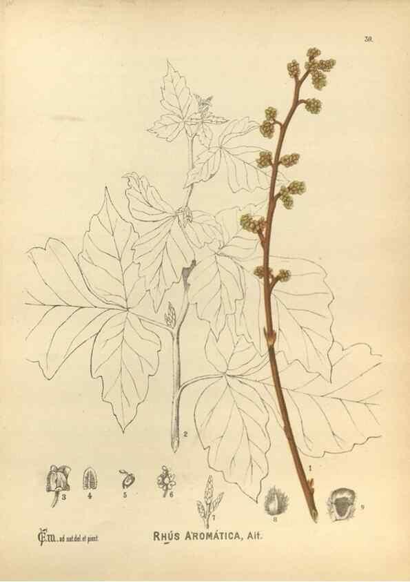Reproducción/Reproduction 29546703733: Medicinal plants :. Philadelphia :J.C. Yorston,1892.