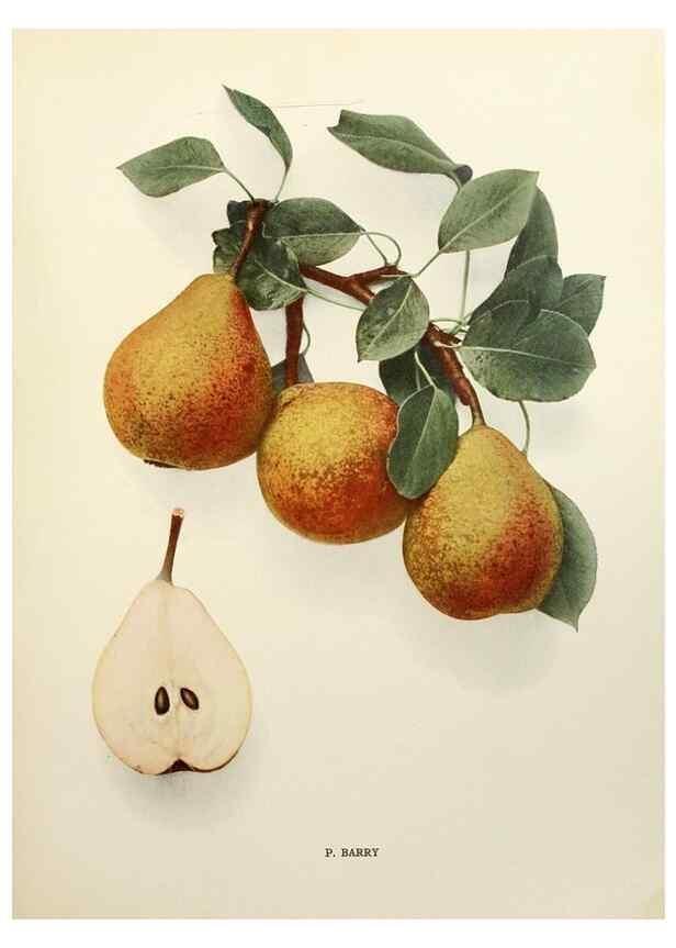 Reproducción/Reproduction 29837969660: The pears of New York.. Albany,Lyon,1921.