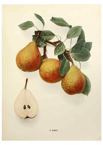 Reproducción/Reproduction 29837969660: The pears of New York.. Albany,Lyon,1921.