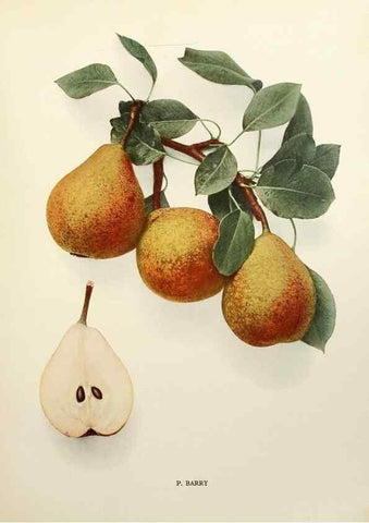 Reproducción/Reproduction 29837969660: The pears of New York.. Albany,Lyon,1921.