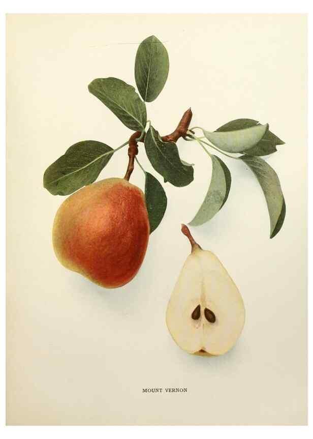 Reproducción/Reproduction 29504508523: The pears of New York.. Albany,Lyon,1921.