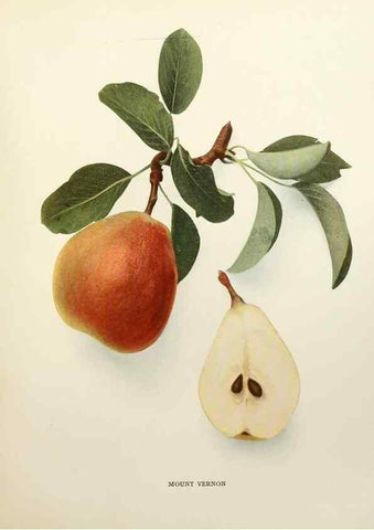 Reproducción/Reproduction 29504508523: The pears of New York.. Albany,Lyon,1921.