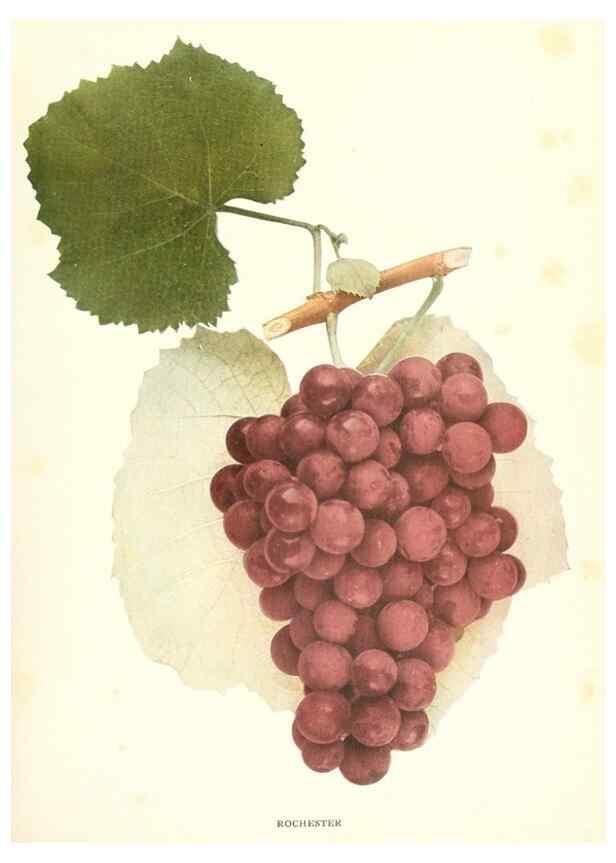 Reproducción/Reproduction 30132050185: The grapes of New York,. Albany,Lyon,1908.