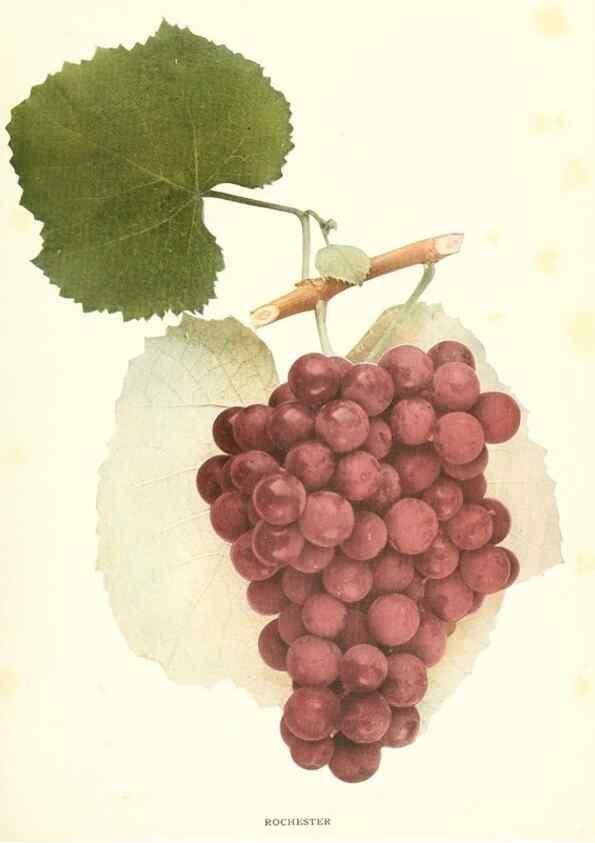 Reproducción/Reproduction 30132050185: The grapes of New York,. Albany,Lyon,1908.