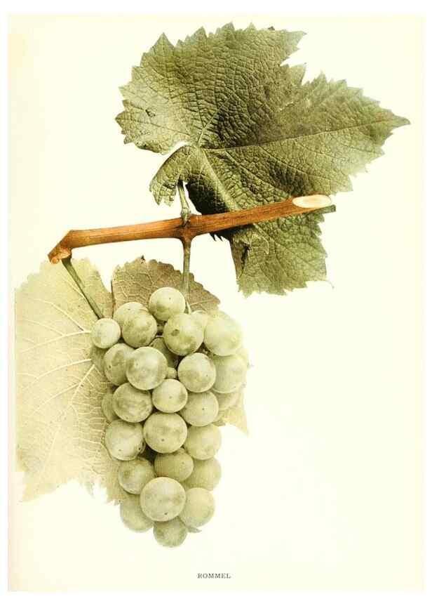 Reproducción/Reproduction 29503378513: The grapes of New York,. Albany,Lyon,1908.