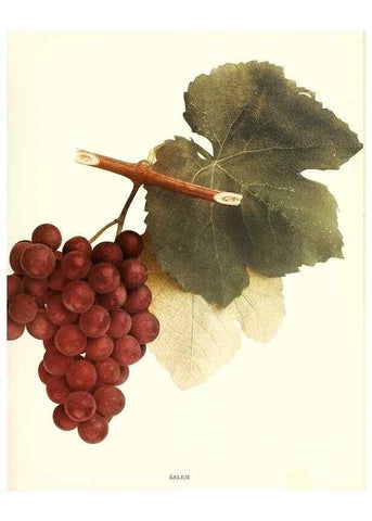 Reproducción/Reproduction 30017701192: The grapes of New York,. Albany,Lyon,1908.