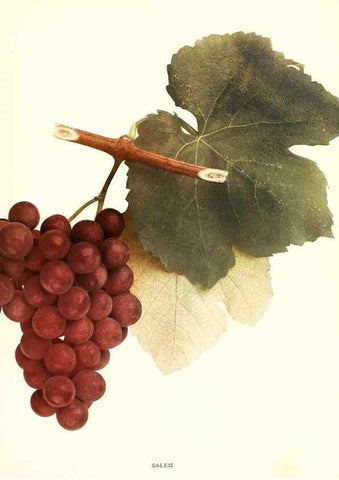 Reproducción/Reproduction 30017701192: The grapes of New York,. Albany,Lyon,1908.