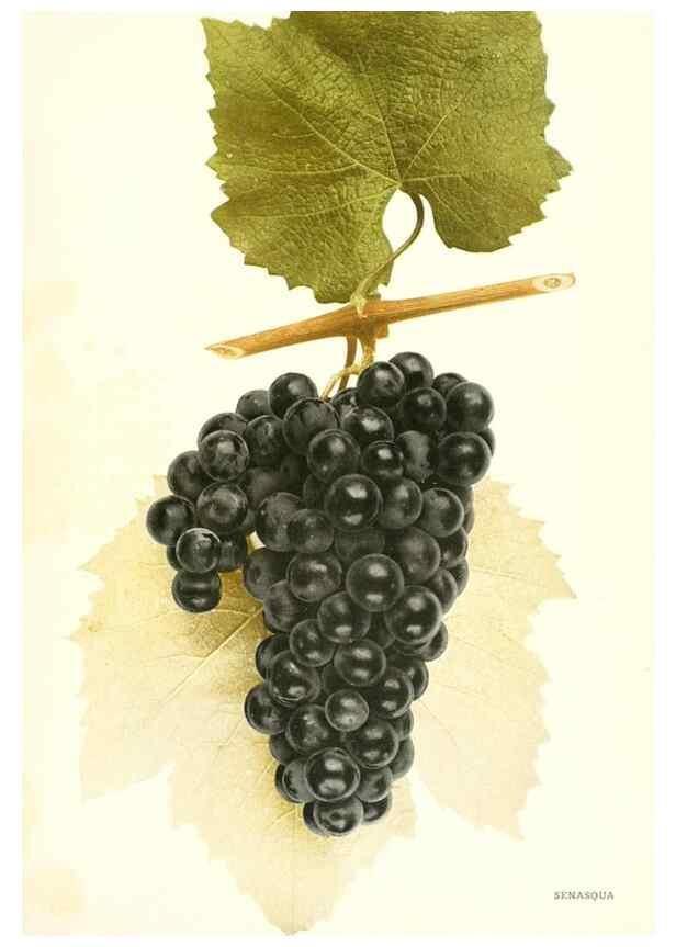 Reproducción/Reproduction 29503383543: The grapes of New York,. Albany,Lyon,1908.