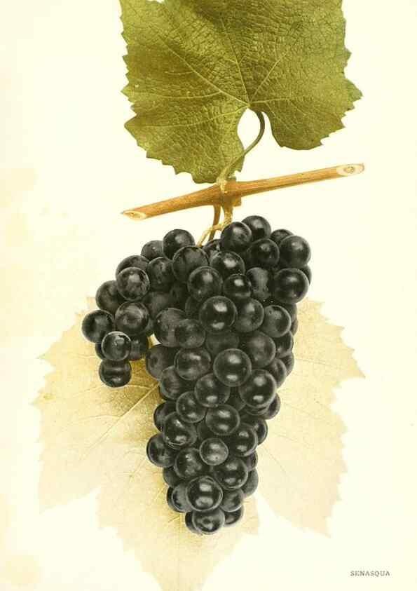 Reproducción/Reproduction 29503383543: The grapes of New York,. Albany,Lyon,1908.