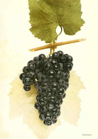 Reproducción/Reproduction 29503383543: The grapes of New York,. Albany,Lyon,1908.