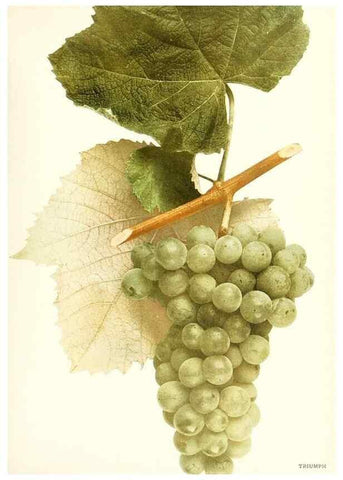 Reproducción/Reproduction 29503850624: The grapes of New York,. Albany,Lyon,1908.