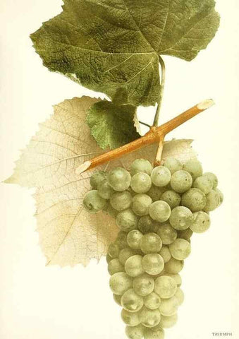 Reproducción/Reproduction 29503850624: The grapes of New York,. Albany,Lyon,1908.