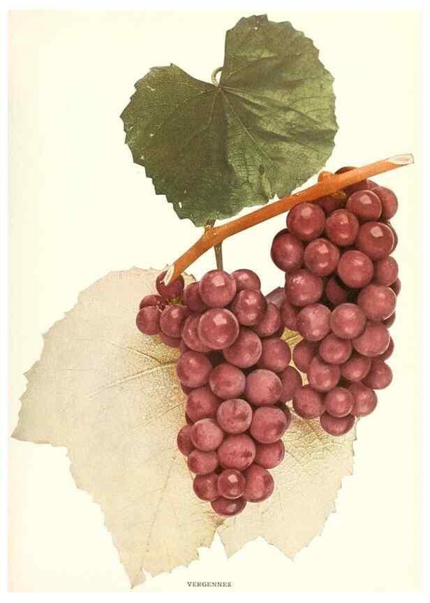 Reproducción/Reproduction 30047926221: The grapes of New York,. Albany,Lyon,1908.